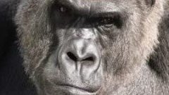 みんなの陰謀論 tweet media