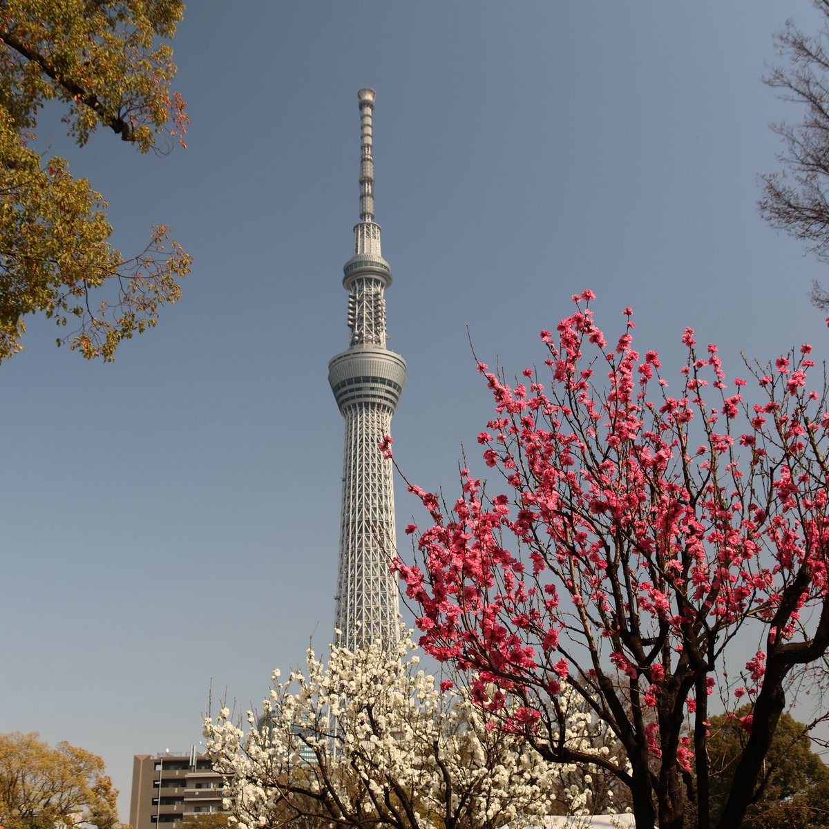 YorieGames tweet media