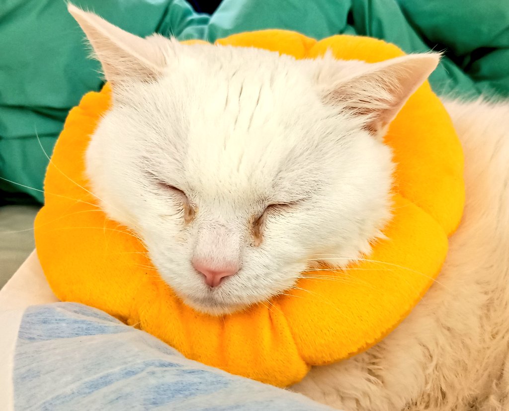 しらたま@皆にﾍﾍﾟﾄﾅｽ tweet media