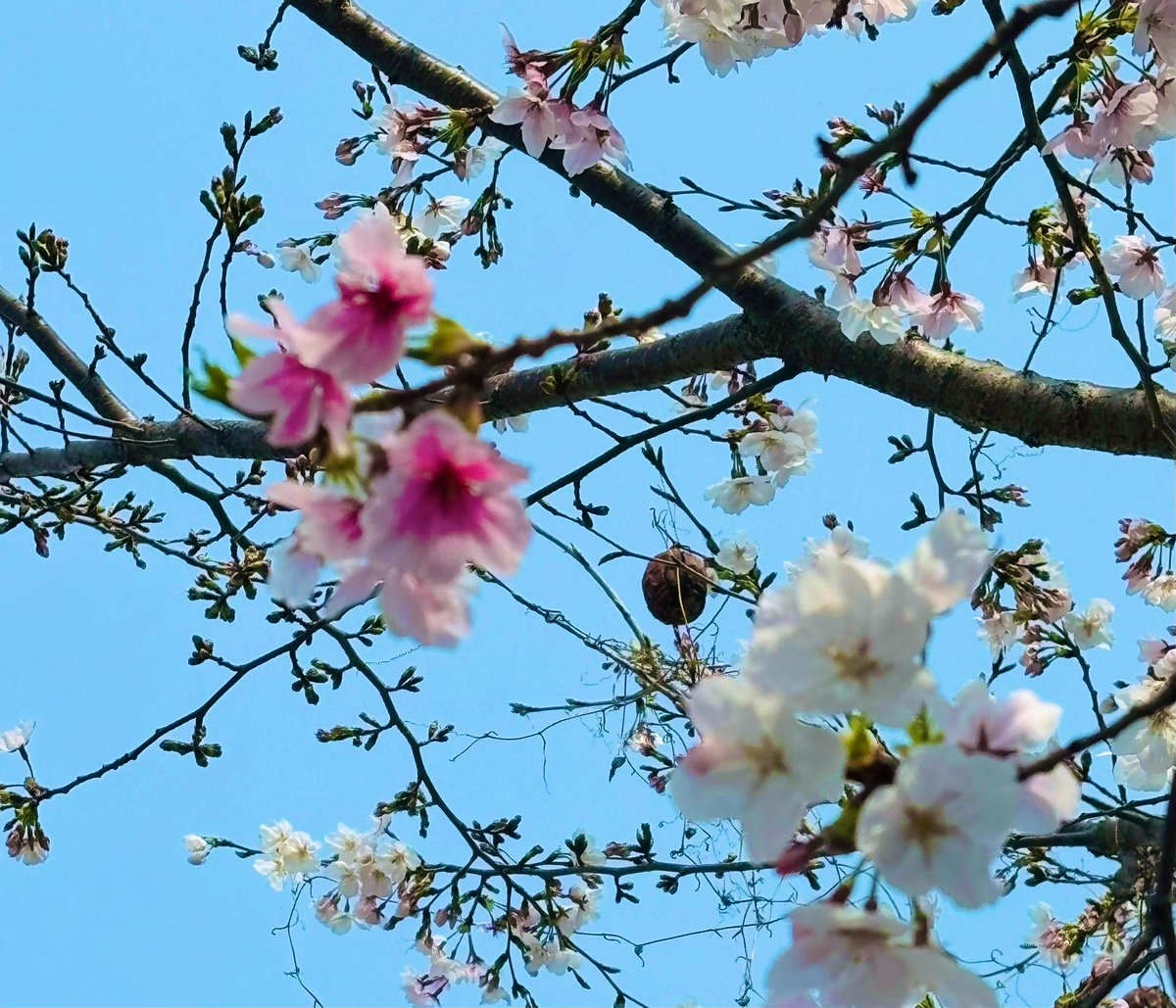 ⋆͛❥う̤̮ぉོる⃓ふら⃕む֒⑅⋆͛ tweet media