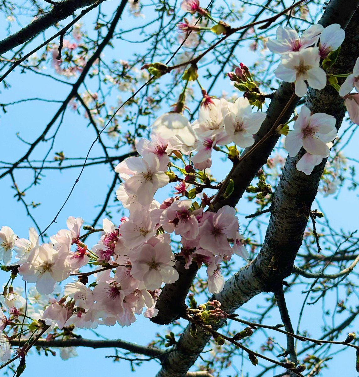 ⋆͛❥う̤̮ぉོる⃓ふら⃕む֒⑅⋆͛ tweet media