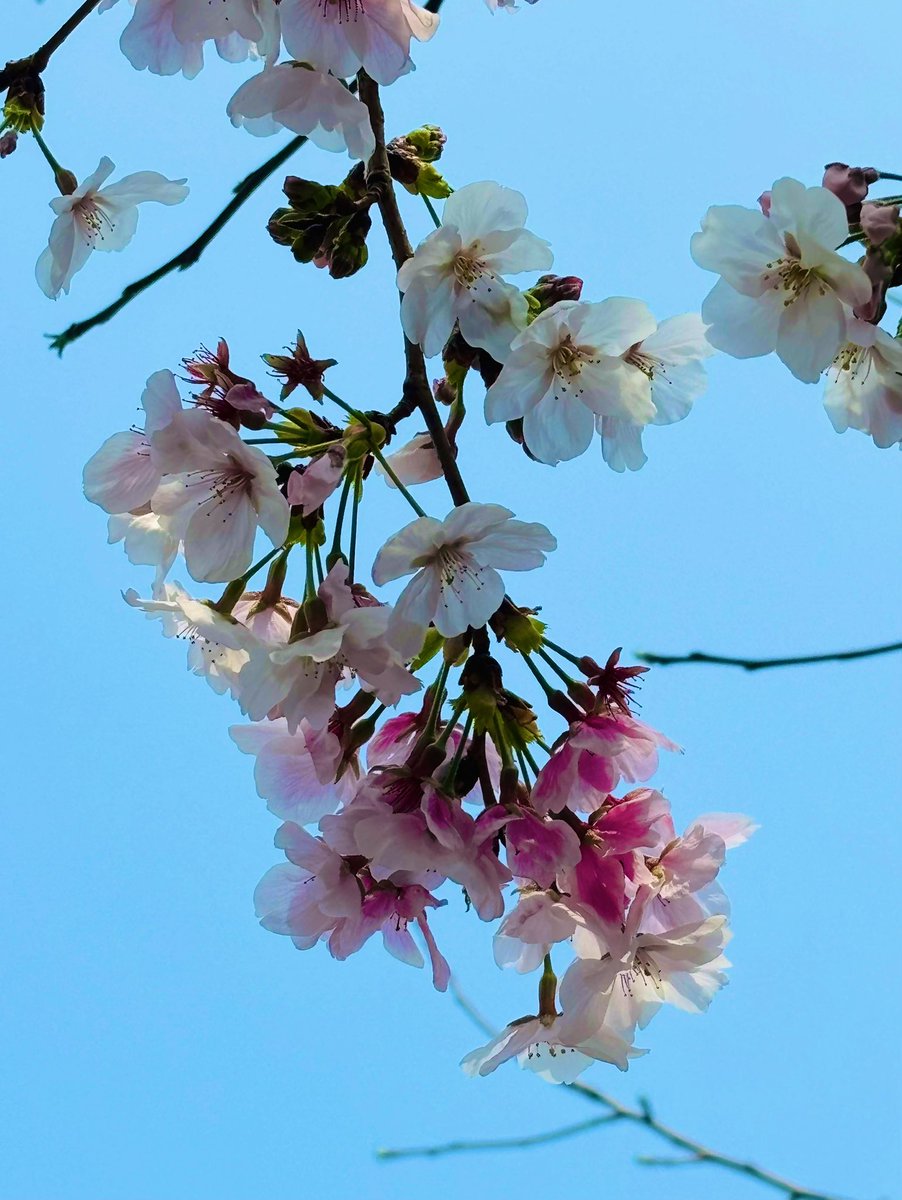 ⋆͛❥う̤̮ぉོる⃓ふら⃕む֒⑅⋆͛ tweet media