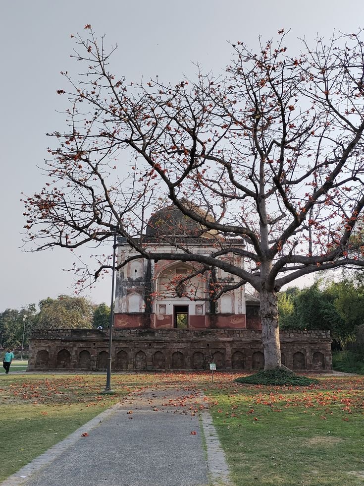 naveetscientist's tweet photo. Delhi Spring ❤️ https://t.co/1ifQMt91U8