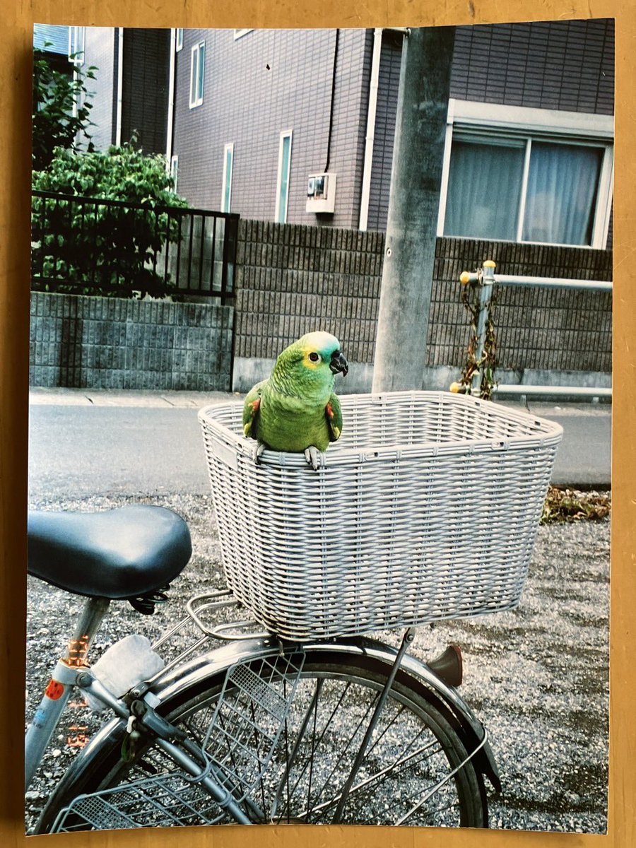 七（ナナ）🦜アオボウシインコ tweet media