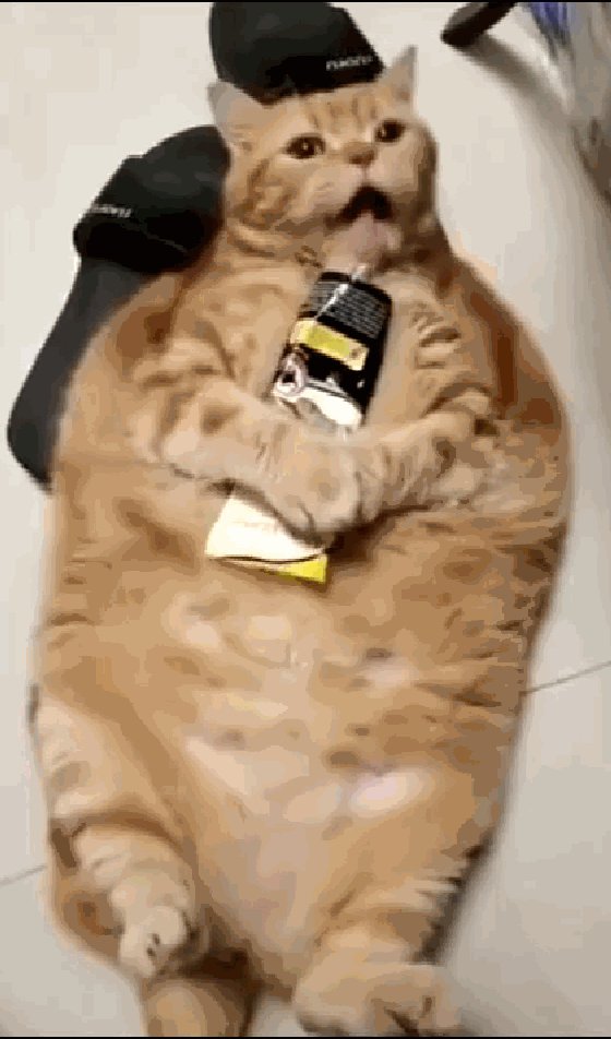 TECNO-DG tweet media