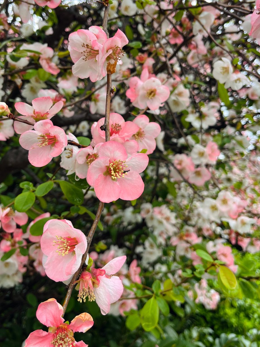 魔法使いの弟子 ﾏﾊﾘｸﾏﾊﾘﾀ− tweet media