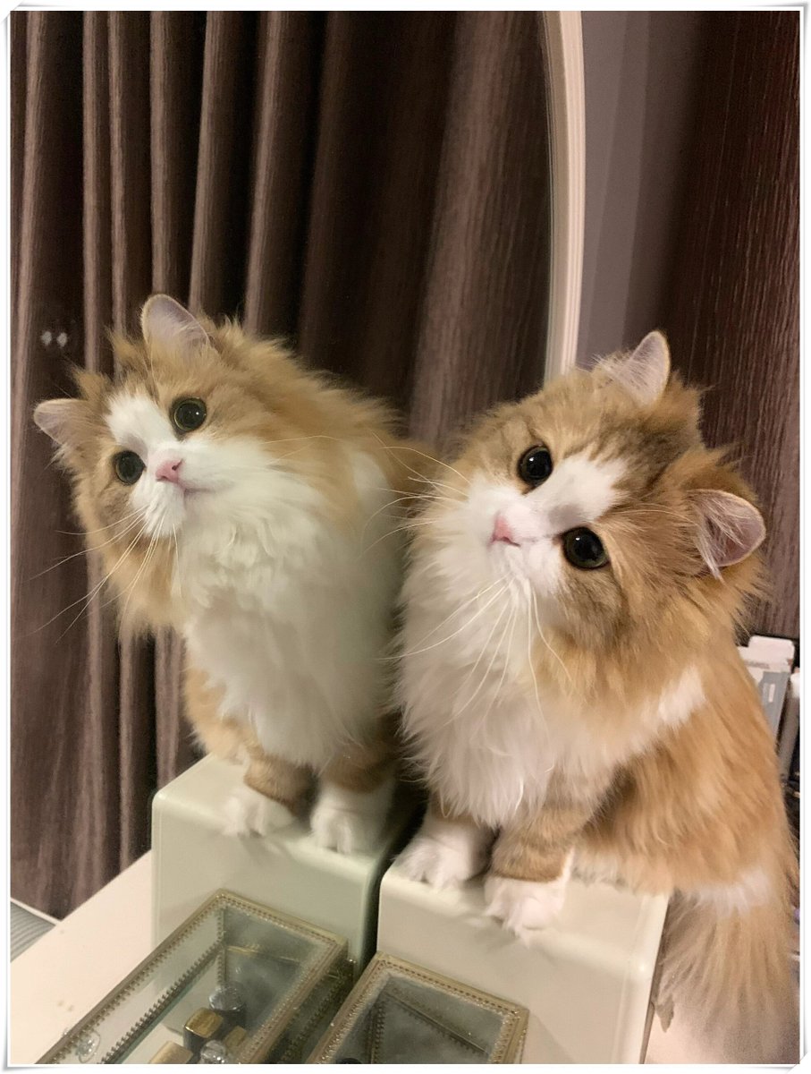 clare hollins tweet media