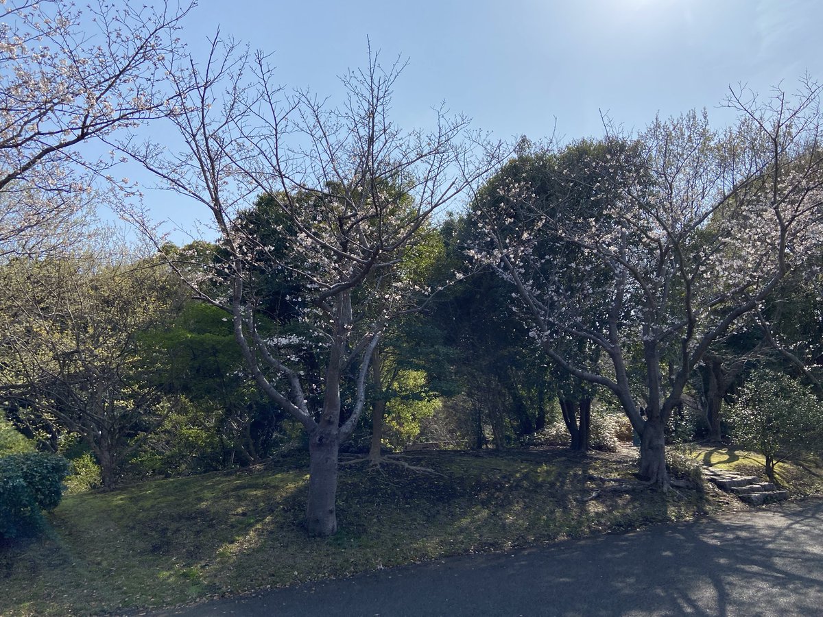 マジレスさん tweet media