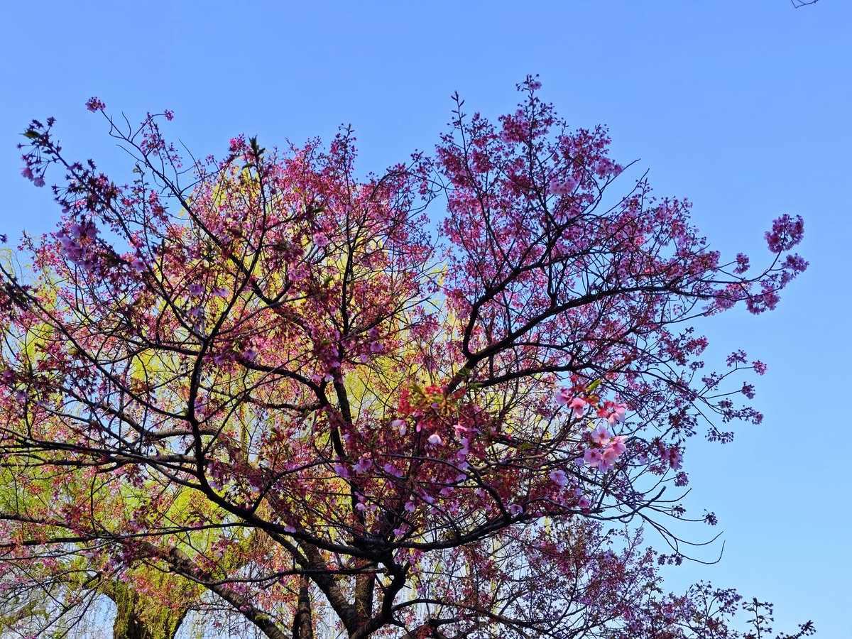 れモン🧀 tweet media