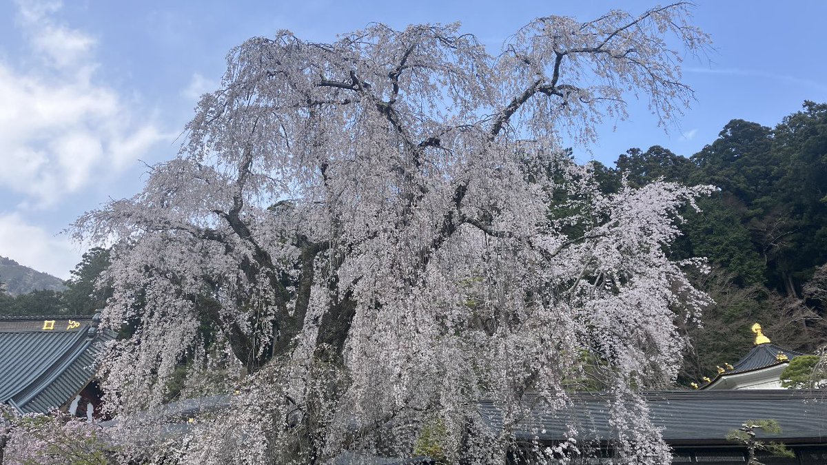 森のくまさん tweet media