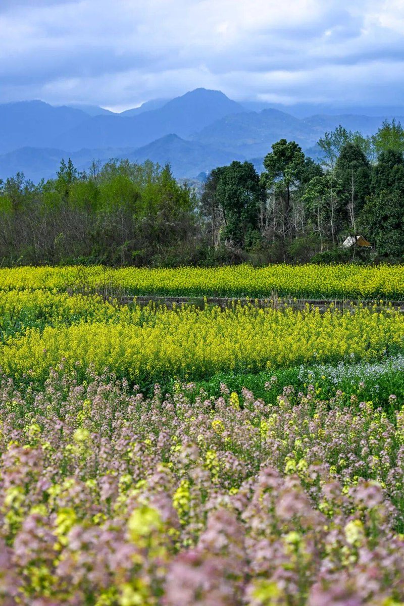 Mr. Snedeker tweet media