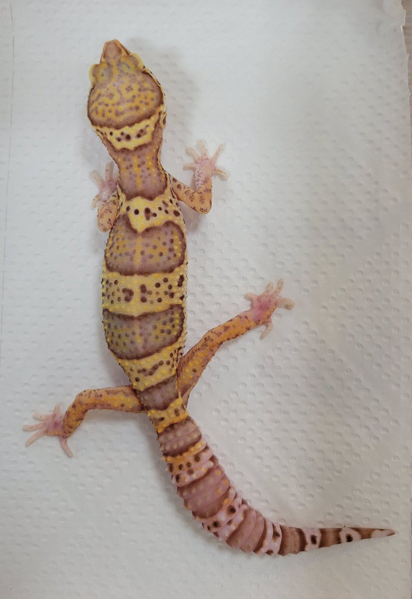 REPBUDDY入荷在庫案内 tweet media