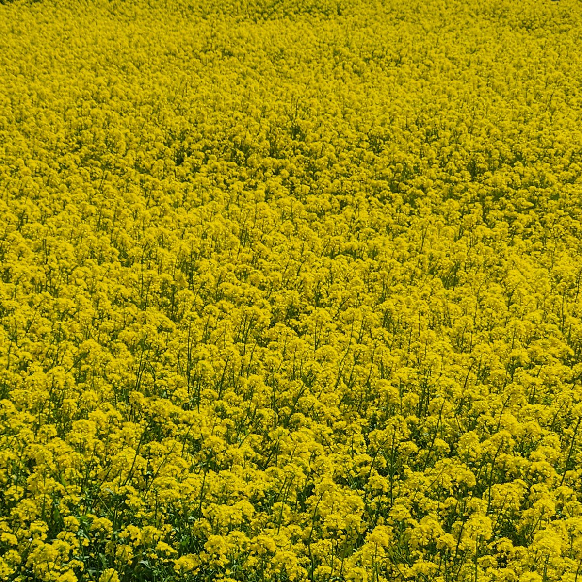 ぽんた tweet media