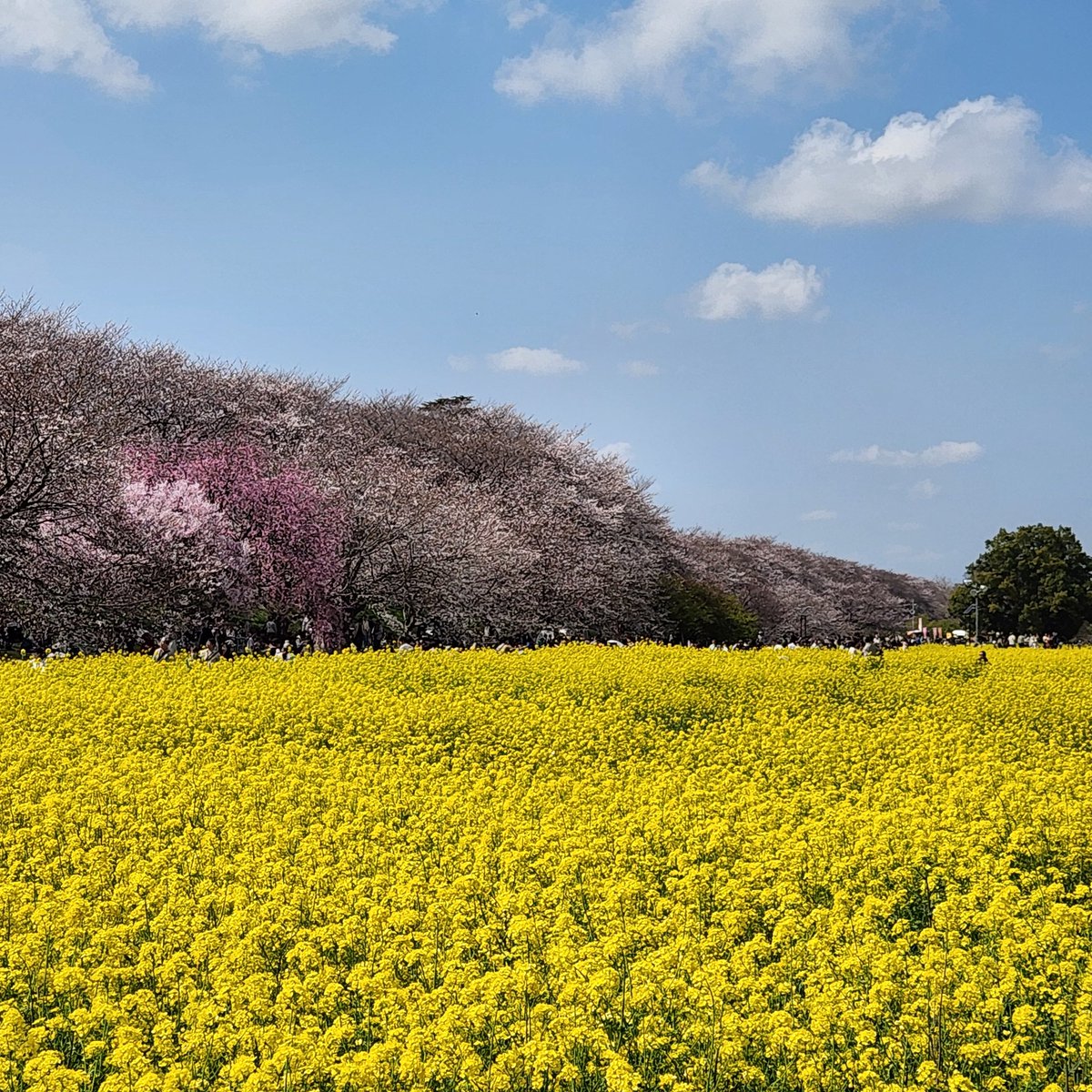 ぽんた tweet media