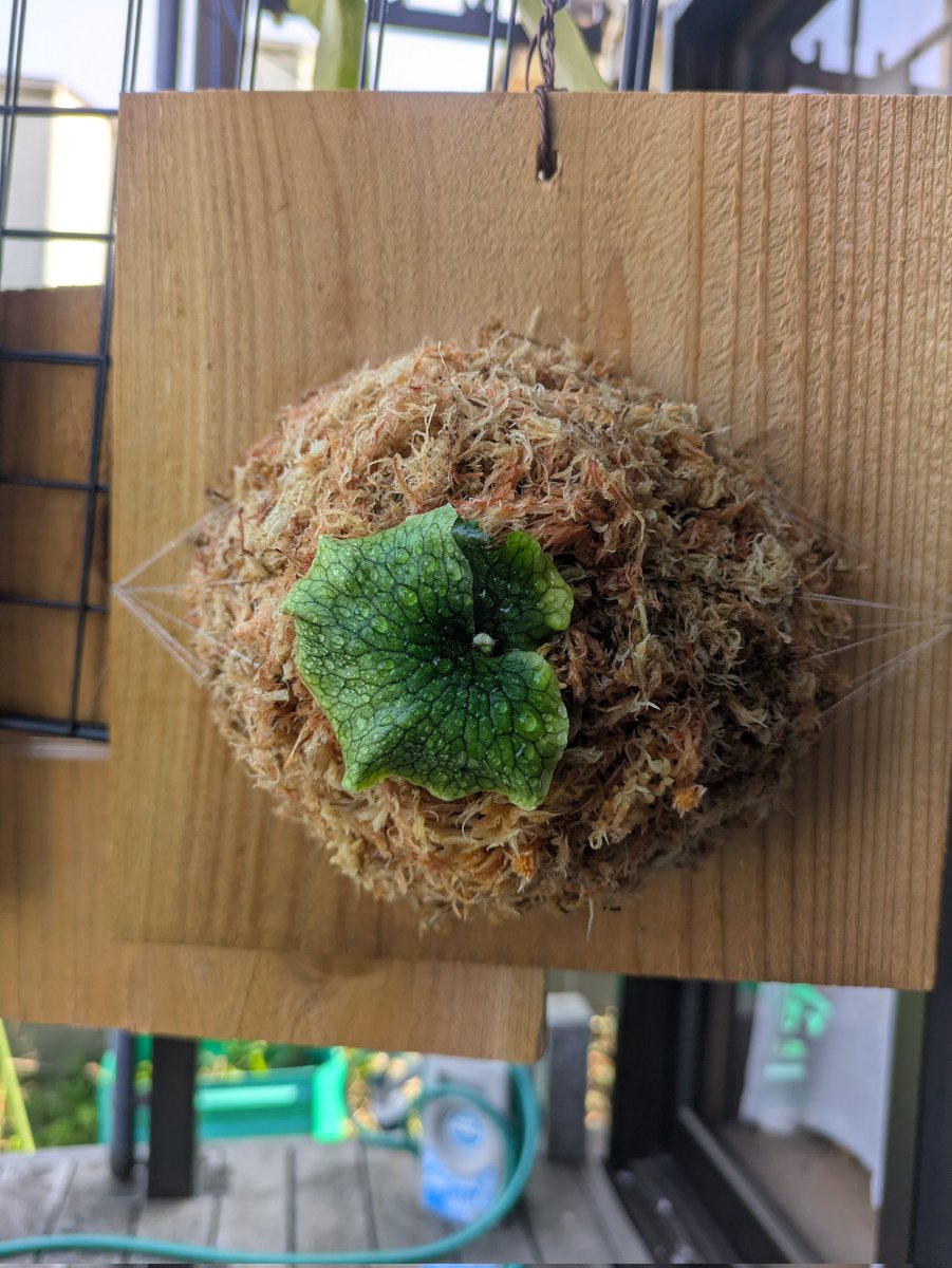 マルヤマ tweet media