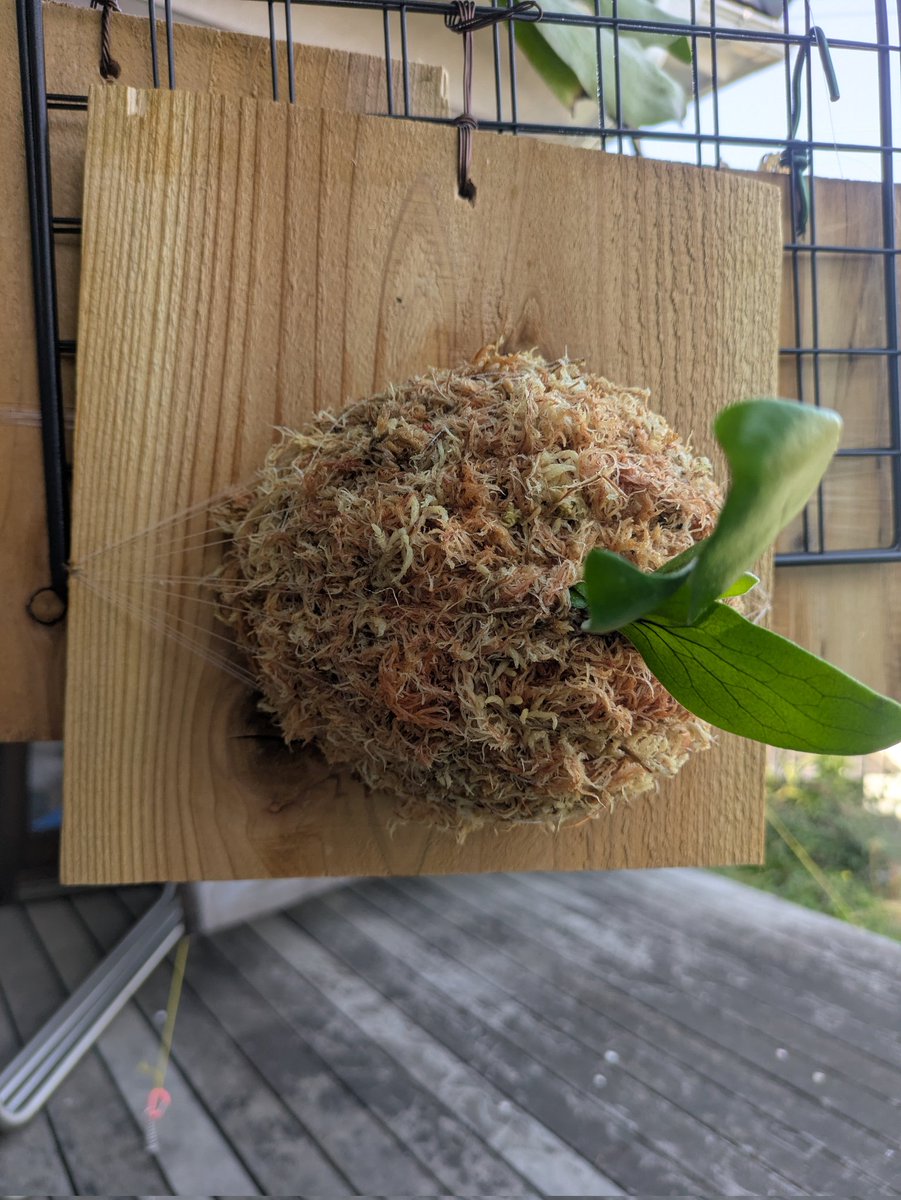 マルヤマ tweet media