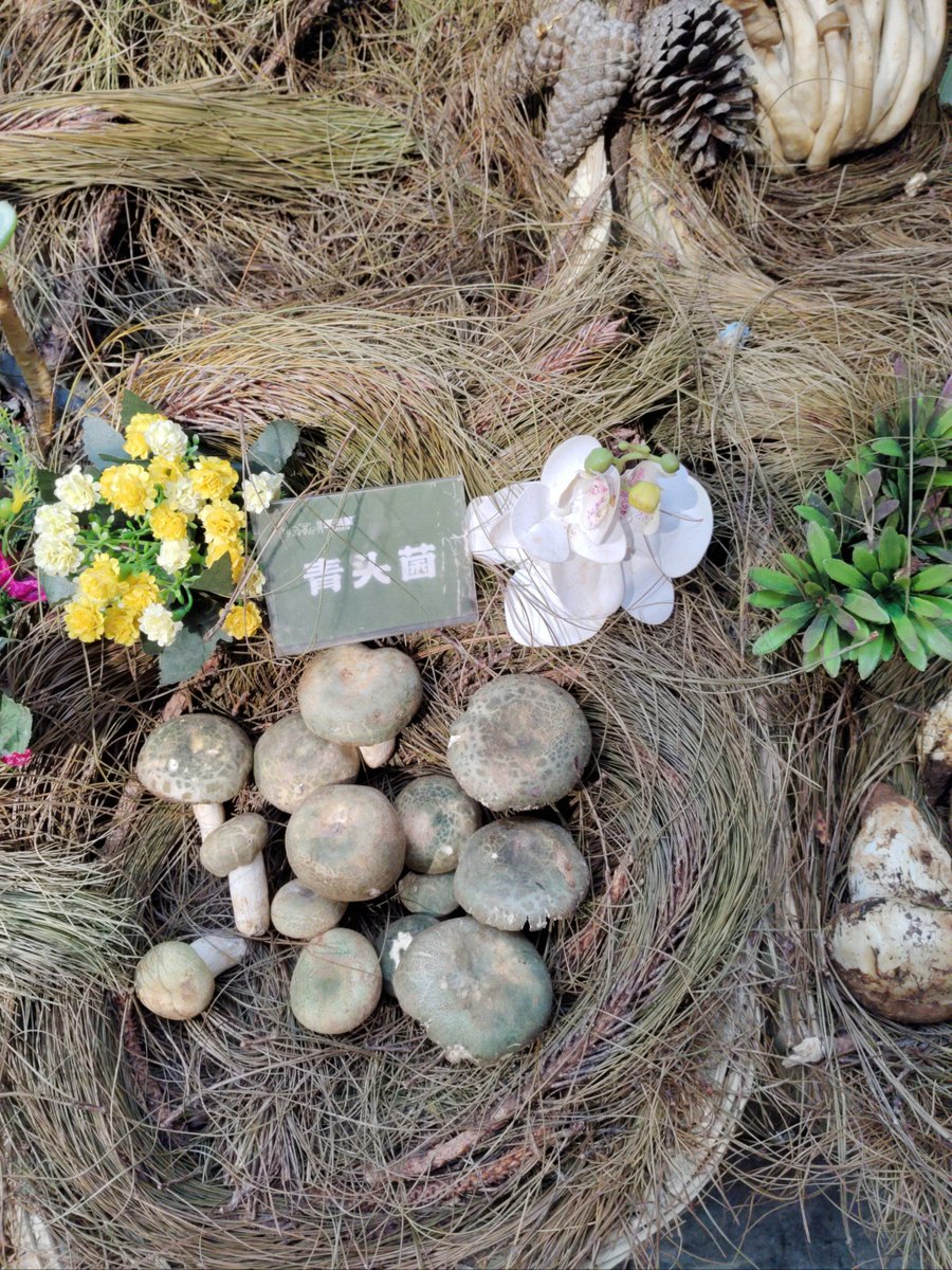 Suzanne Ford Martins tweet media