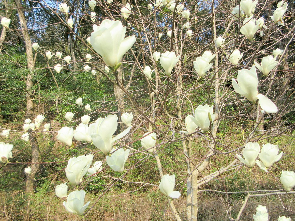 四王寺県民の森 tweet media