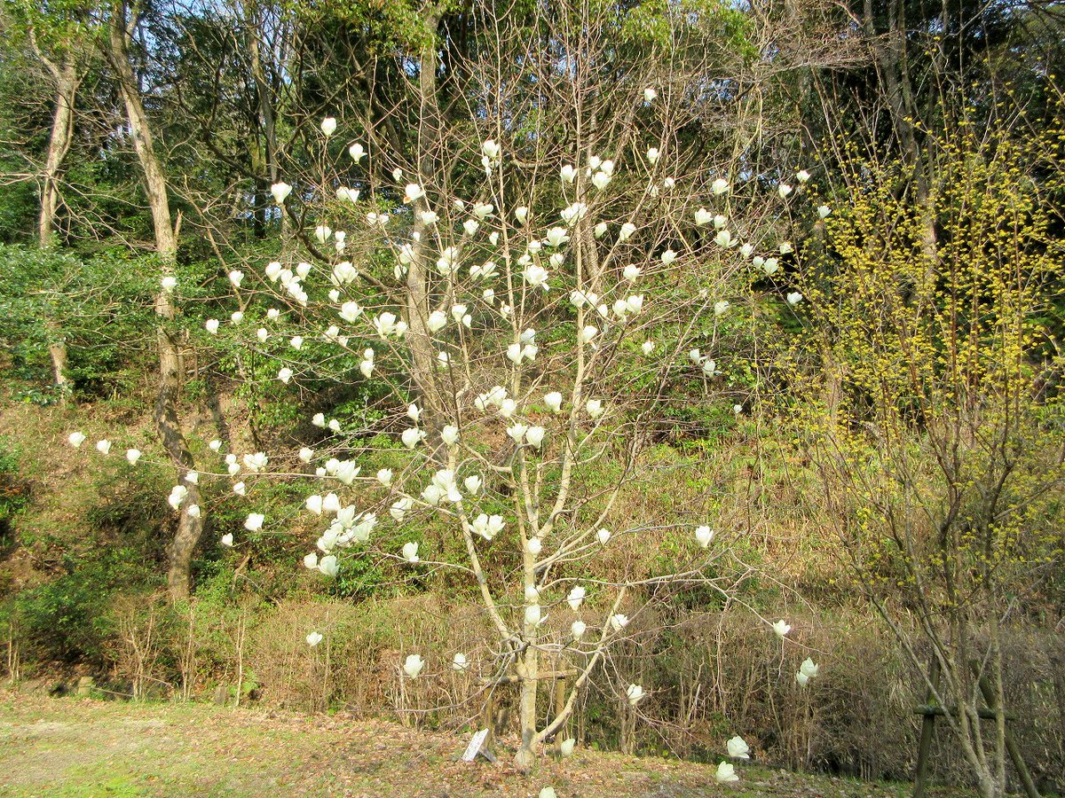 四王寺県民の森 tweet media