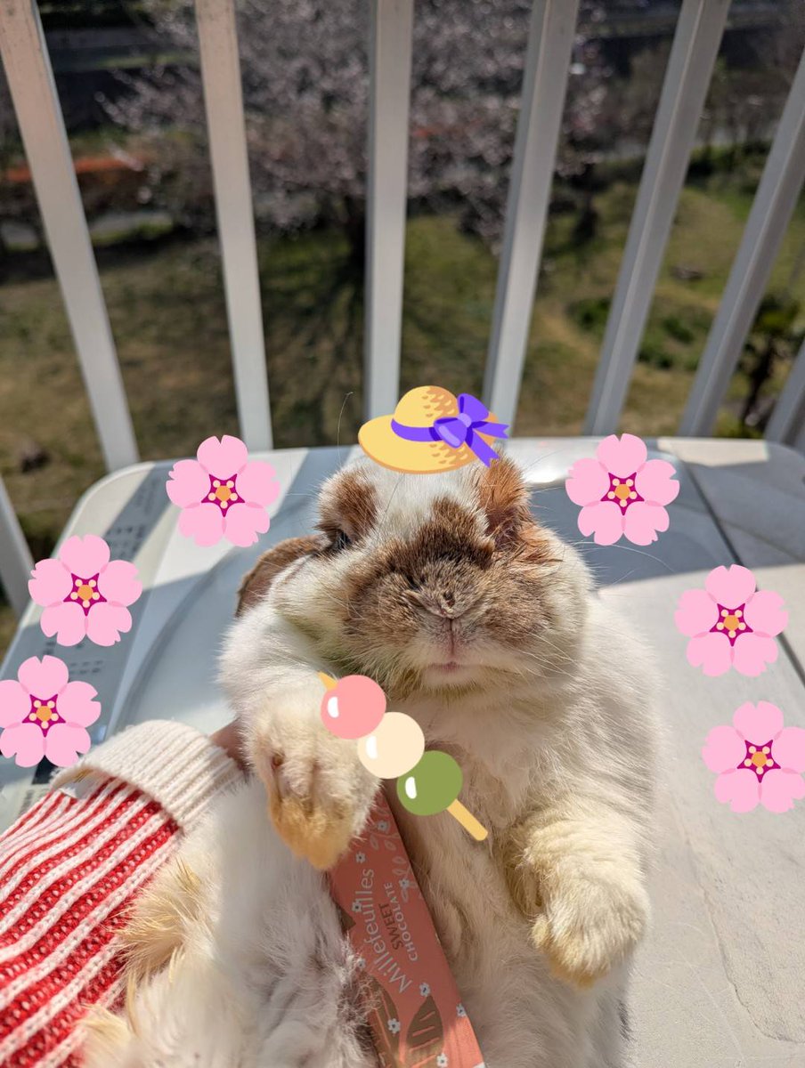 ふくちゃん🐰 tweet media