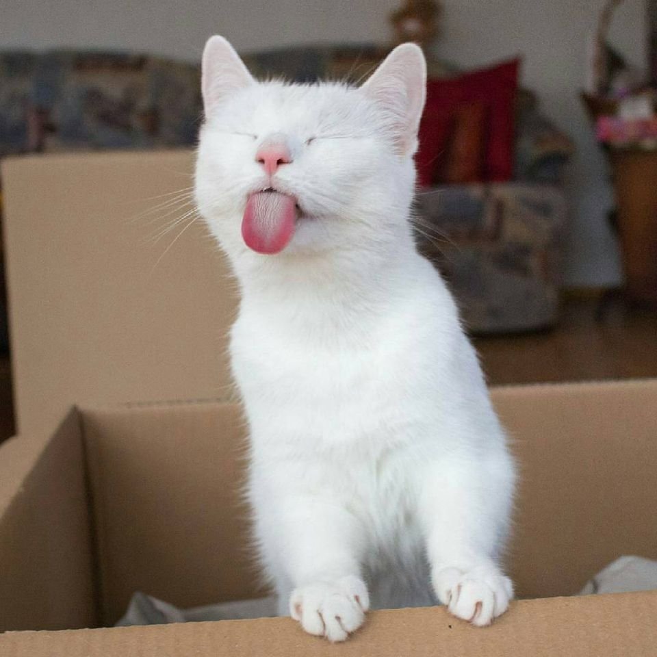 Boşuna Tıklama tweet media