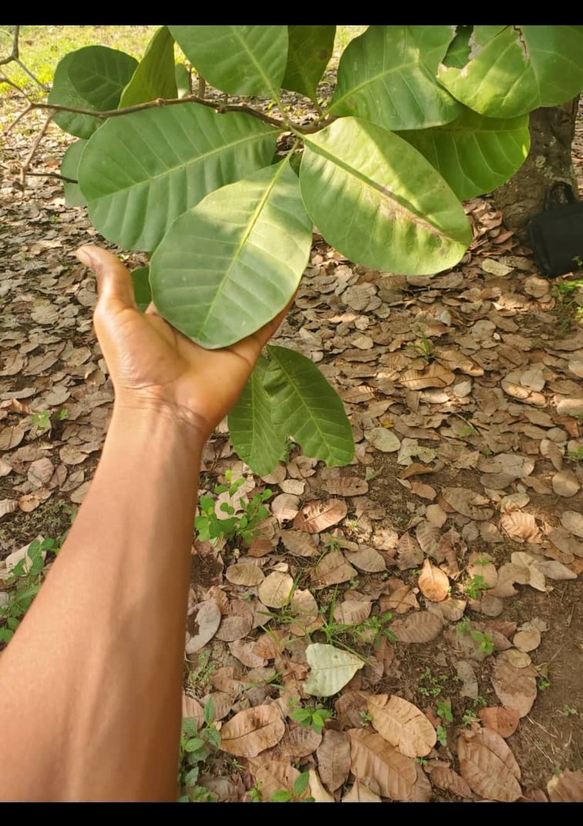 Chemistry CLONE (✸,✸) tweet media