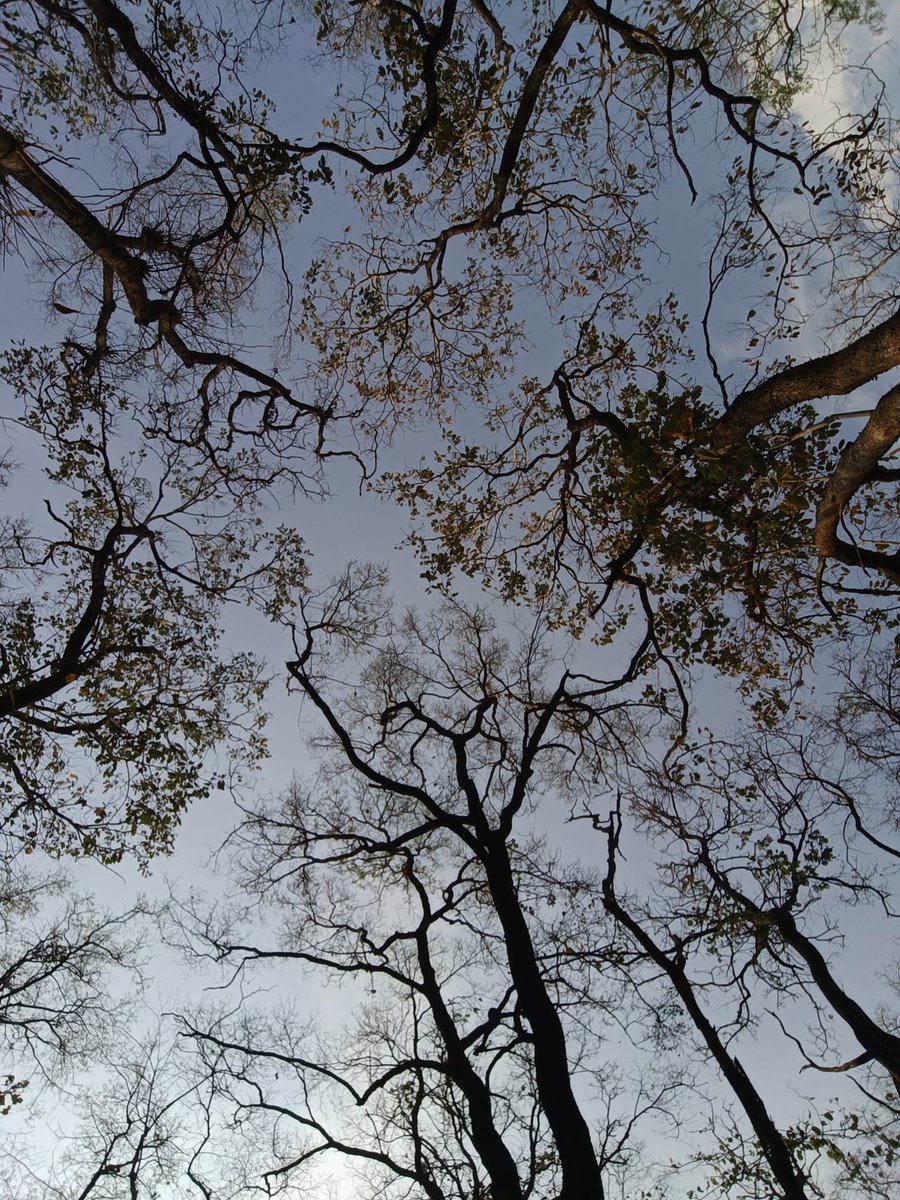 niileshraichura's tweet image. Look-up 

#Trees #Nature #Treetime
#Treepeople #Treeclub #Treelove