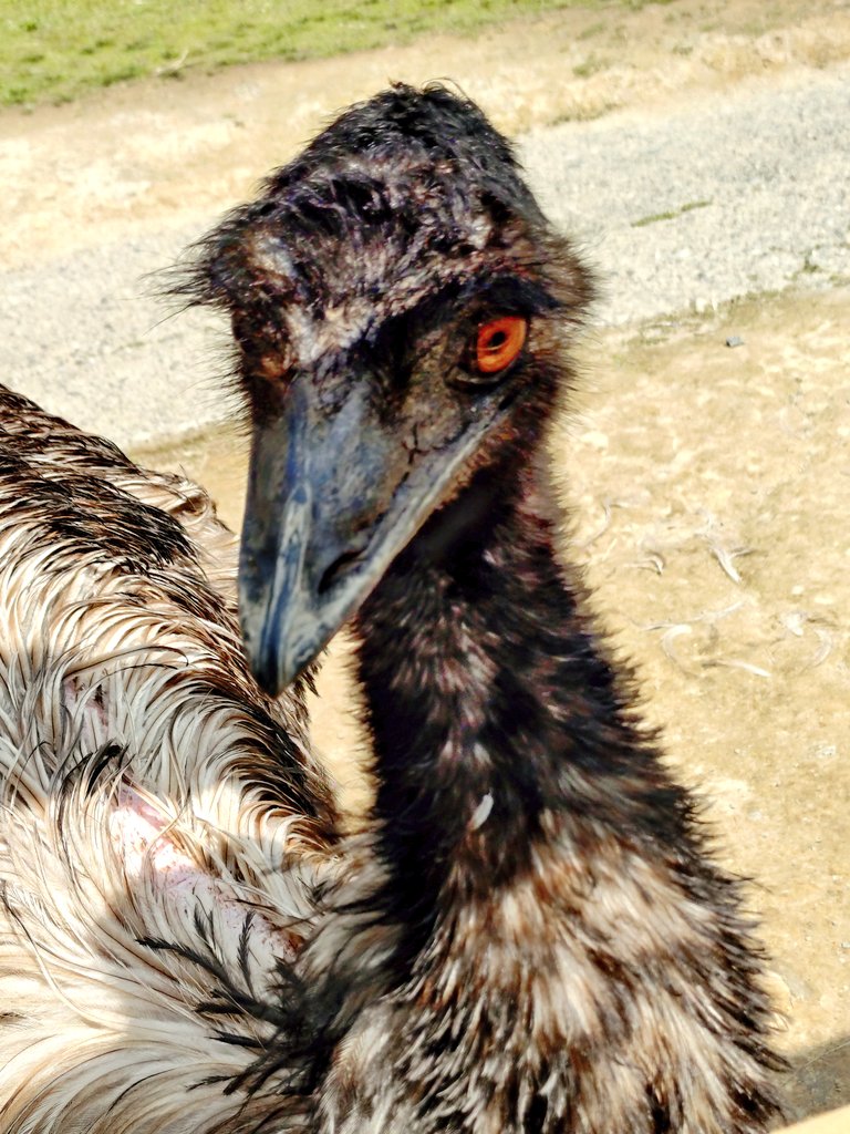 いのり tweet media