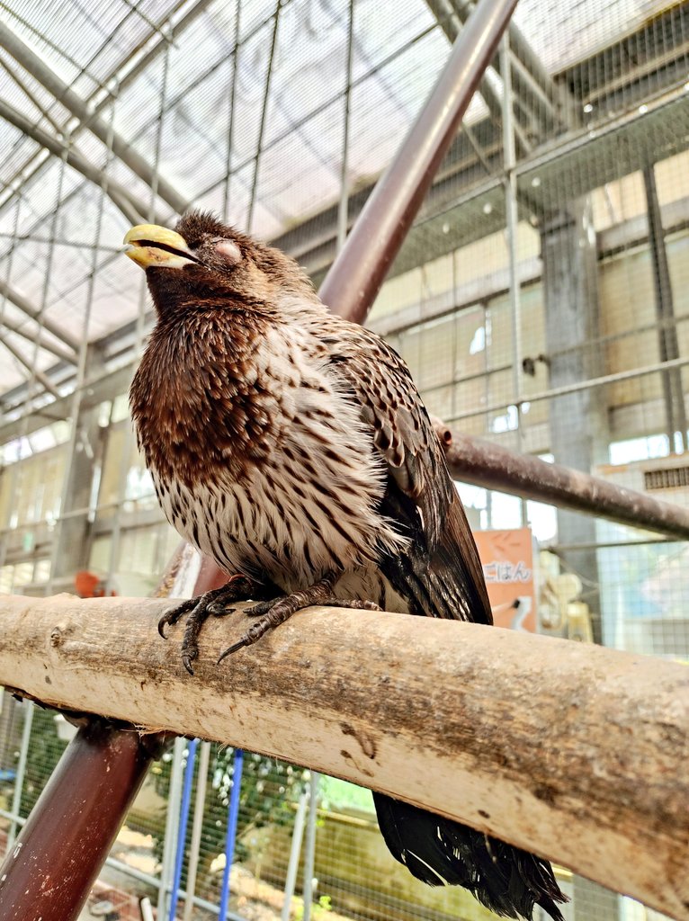 いのり tweet media