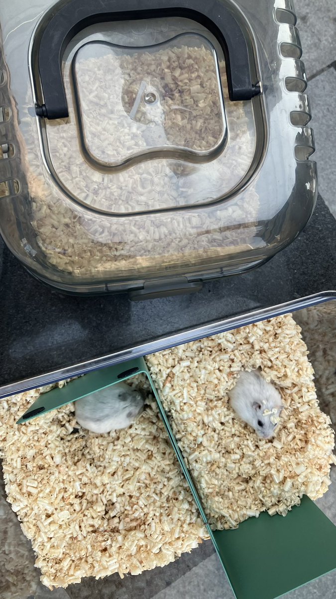 죠랭이네 tweet media