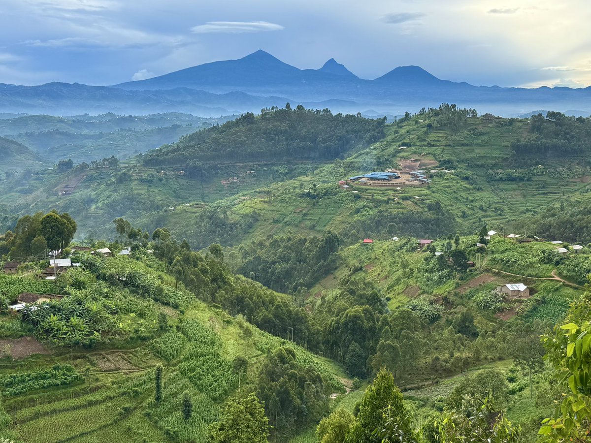 Belen Calvo Uyarra tweet media