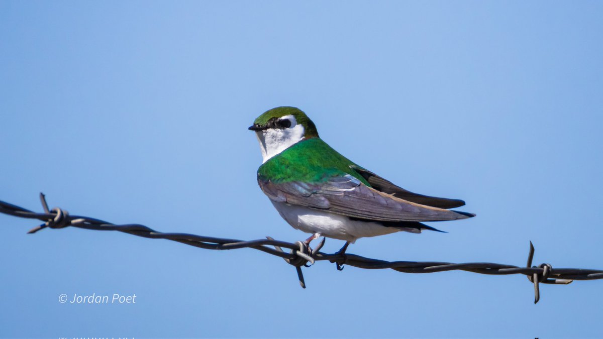 SceneKidSanta 𓅣𓅃 tweet media