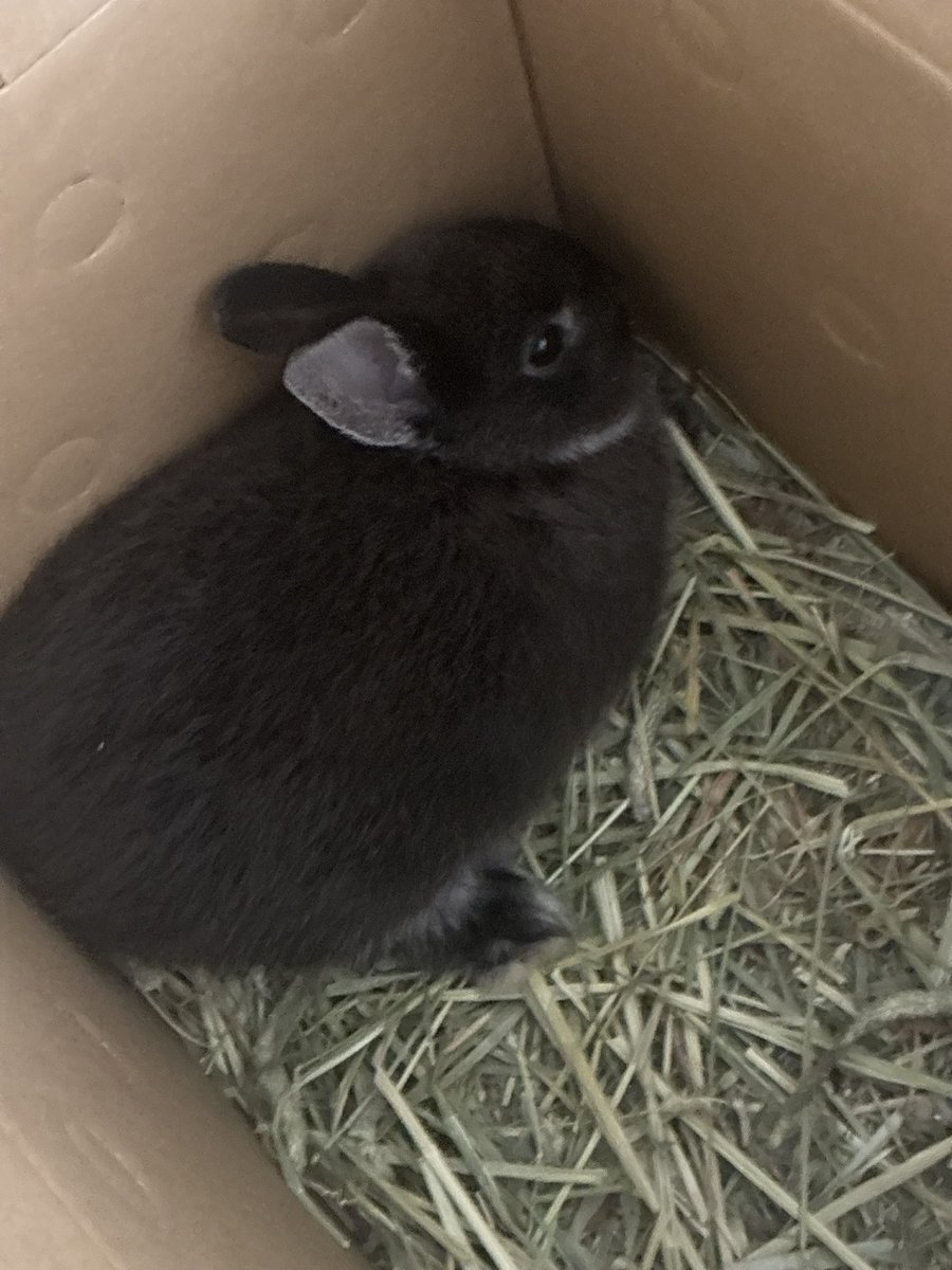 さきか tweet media