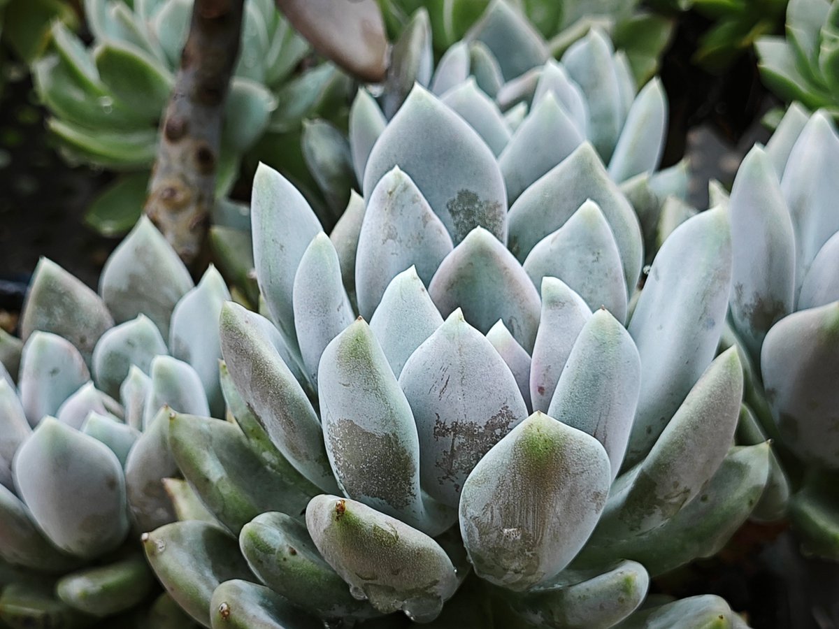 Samir Jidhran tweet media