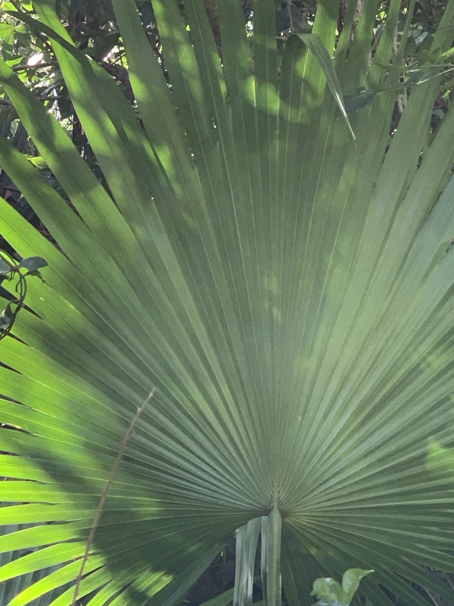 debzhealey's tweet image. Green supreme #backlit 💚