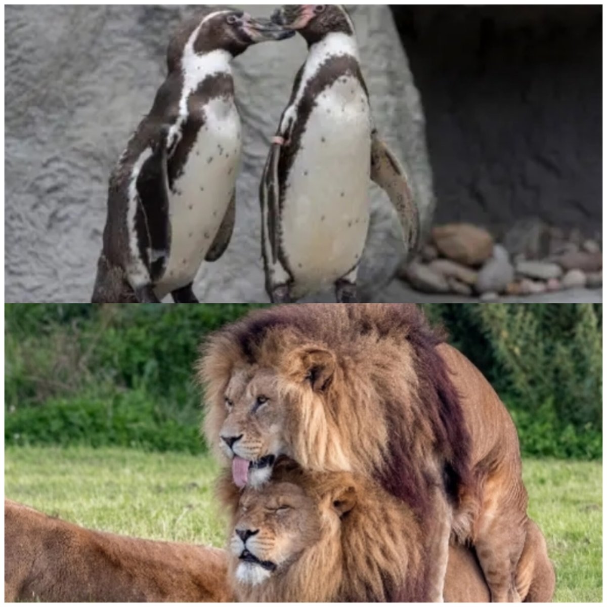 Thinkpol tweet media