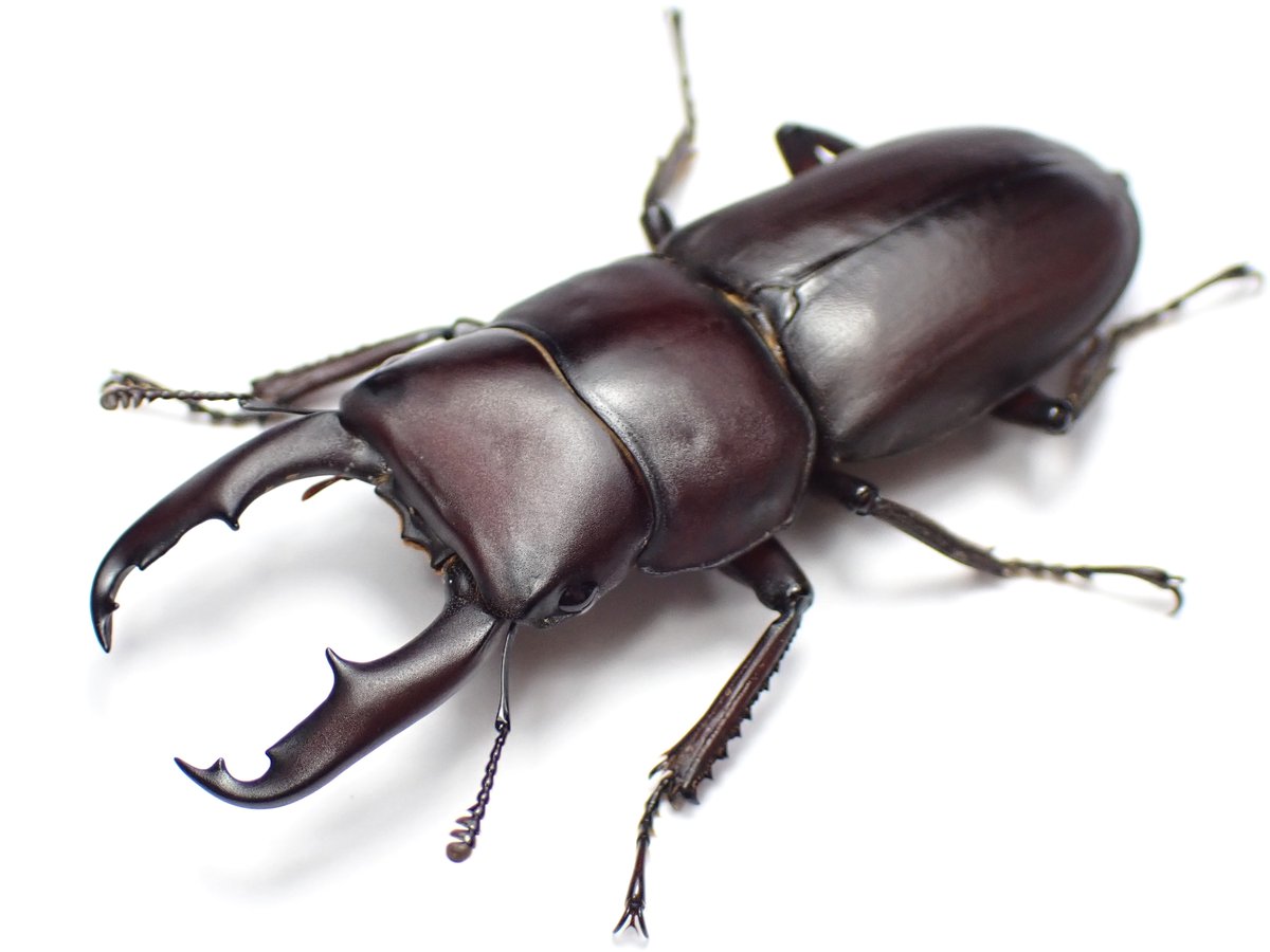 わたくわ tweet media