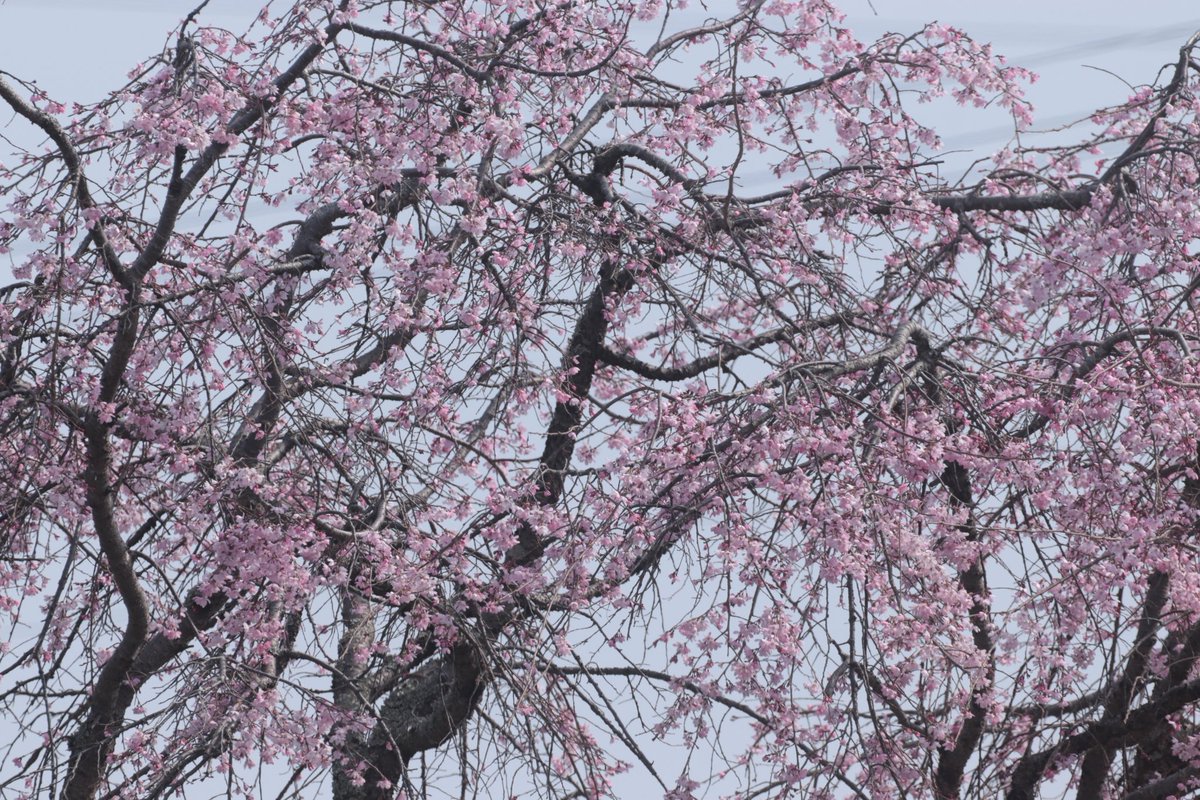 りゅうじ tweet media