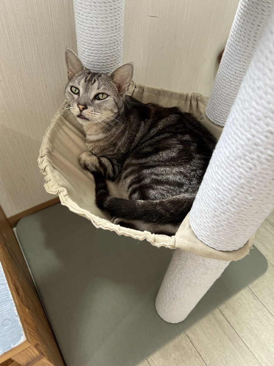 はるコーグ🐻‍ tweet media