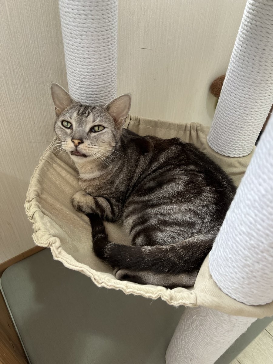 はるコーグ🐻‍ tweet media