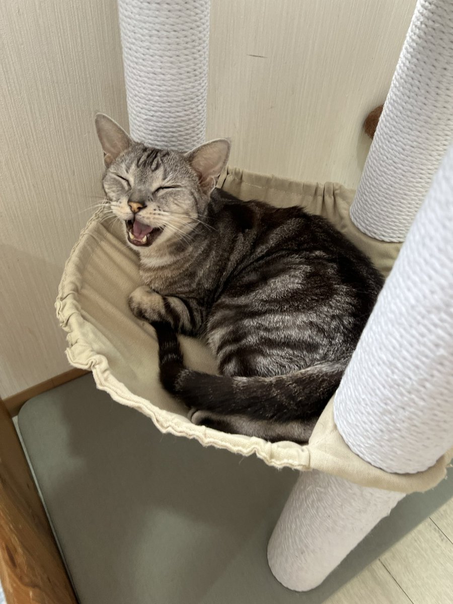 はるコーグ🐻‍ tweet media