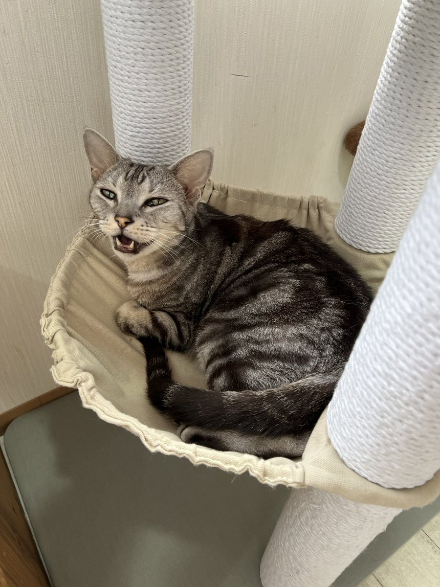 はるコーグ🐻‍ tweet media