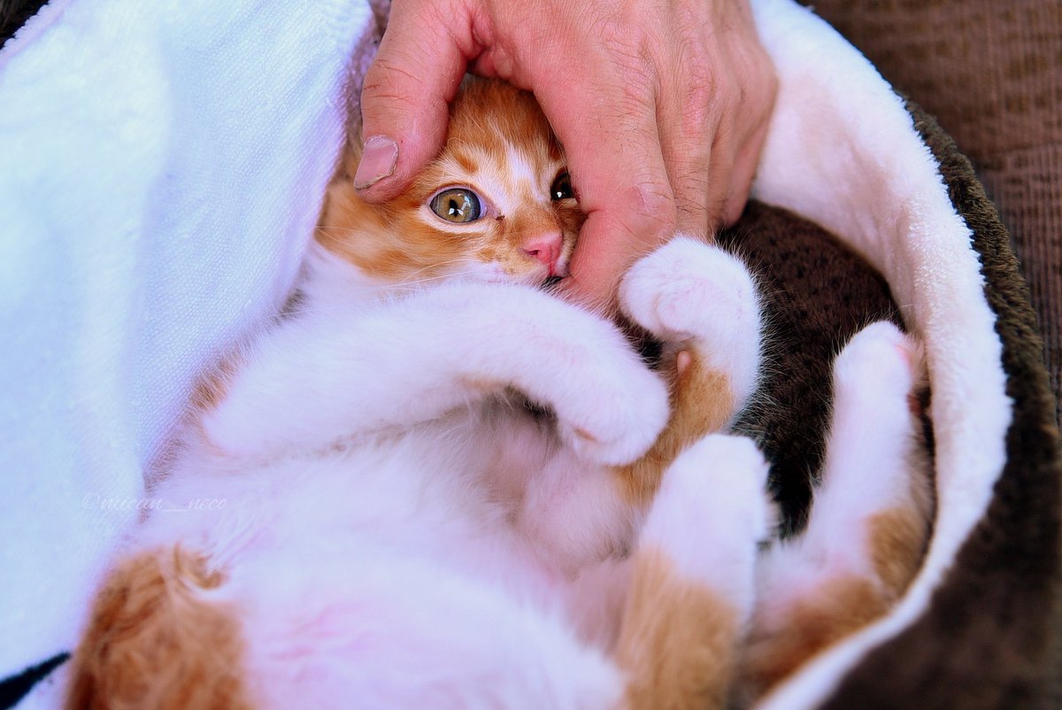 みかんねこ tweet media