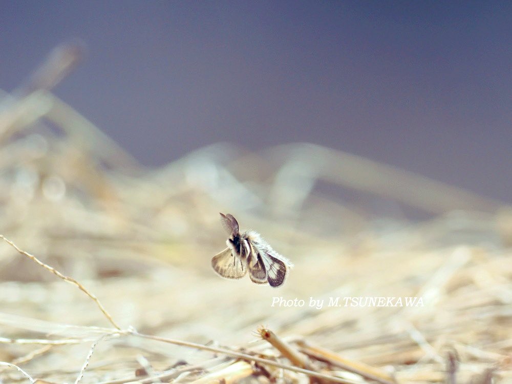 Makoto Tsunekawa tweet media