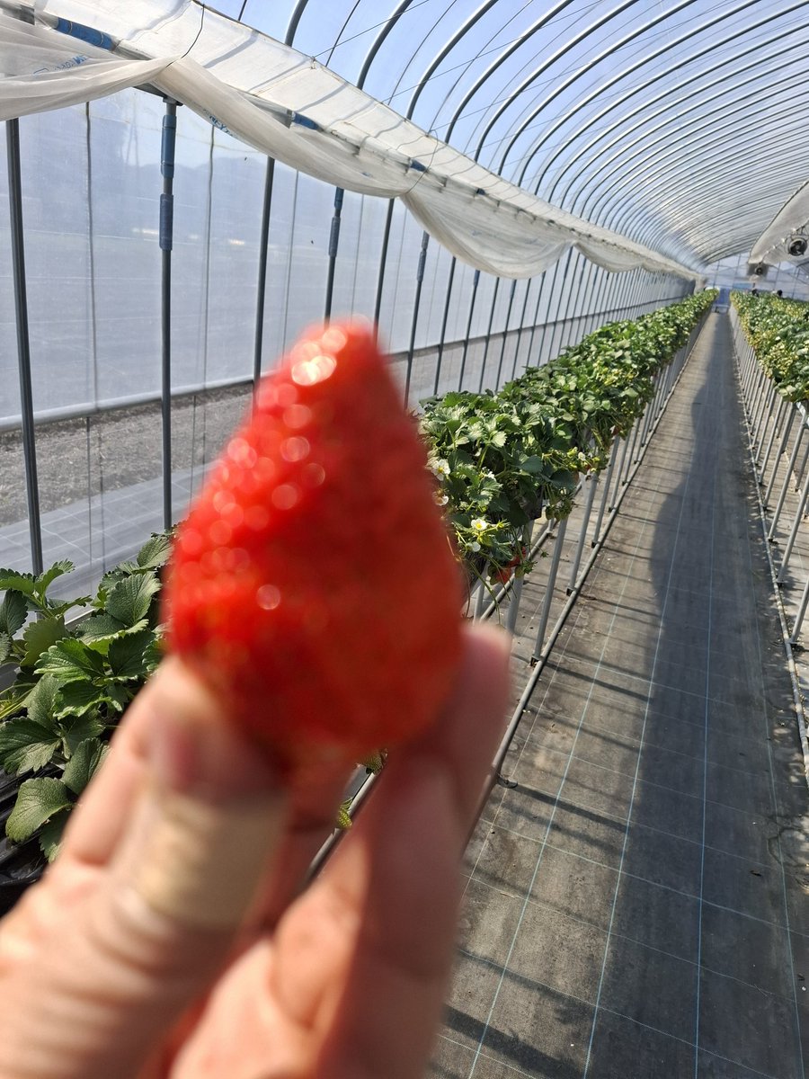 ショコラ@kei tweet media