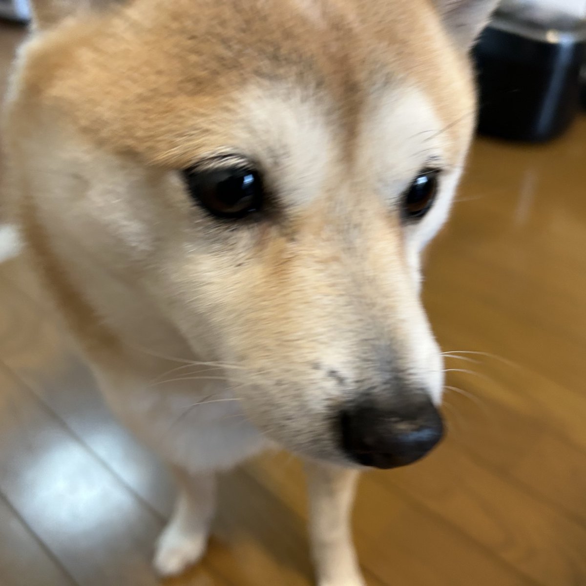 しばさわ やよい tweet media