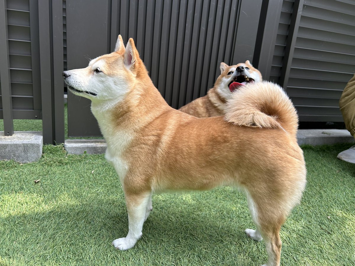 しばさわ やよい tweet media