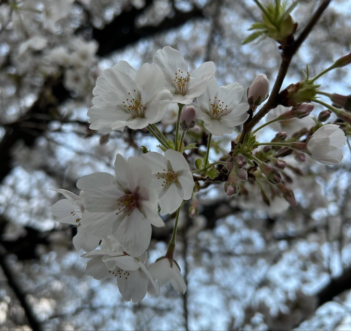 金ちゃんのへっぽこ投資 tweet media