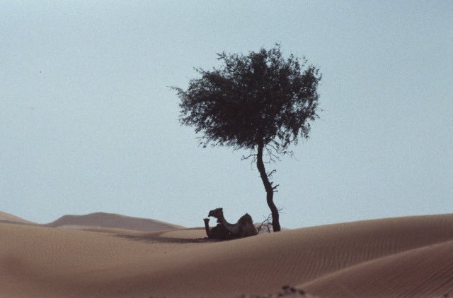 امرؤ الطَّيش tweet media