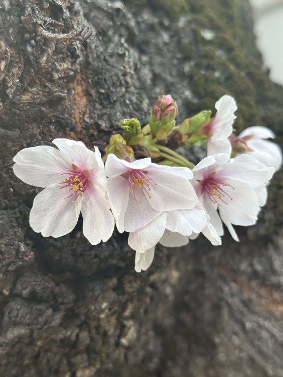 †JING♧JING†(じんじん) tweet media